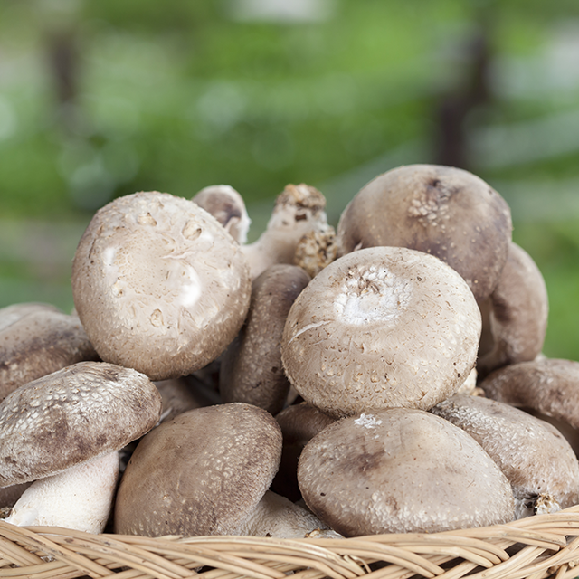 {평창사람들},{평창표고버섯}, 표고버섯, 생표고버섯, 생표고, 건표고버섯, 건표고, 표고버섯가루, 평창표고버섯, 평창사람들, 평창표고, 목이버섯, 모기버섯, 목이, 송향고, 송향고버섯